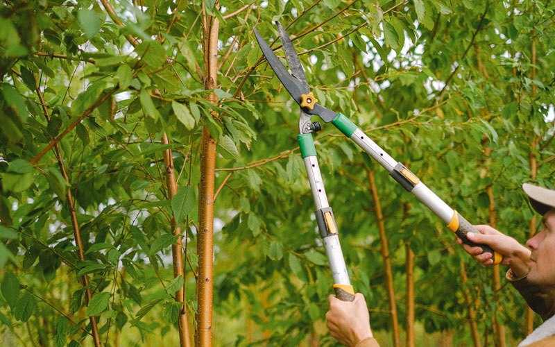 Tree trimming in Madras, OR